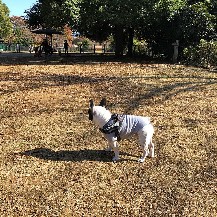 ちょっと体を動かしたいだろうとドッグランに寄りましたが全く遊ぼうとせず、早々に帰ってきました😆
