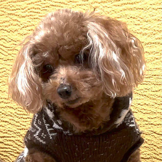 ココで検証して、犬が首をかしげる動画を作成しました。

YouTube   サウンド360チャンネルで是非ご覧ください！

https://youtu.be/x3C9QIoM6-Q