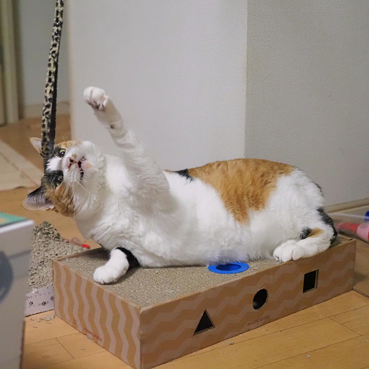 ちら牙パンチ