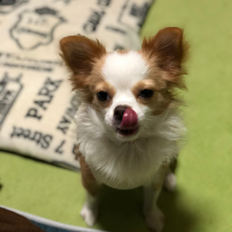 小春、今朝はわりとすんなり起きてきました🐶🎵