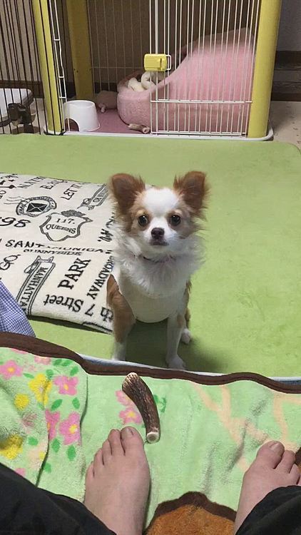 オヤツのためなら早起きするようです😂