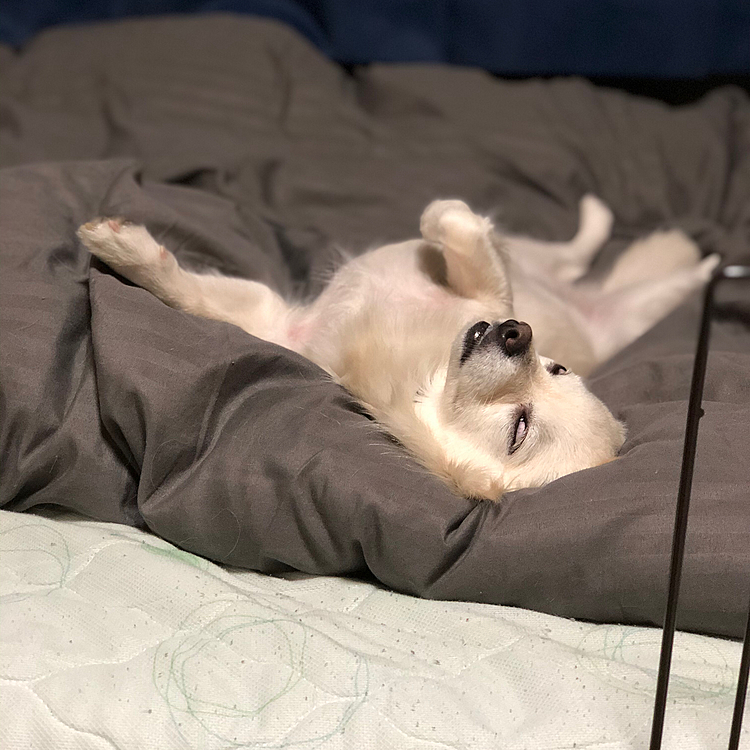 昨夜の小雪🐶
寝顔がホラーです😂