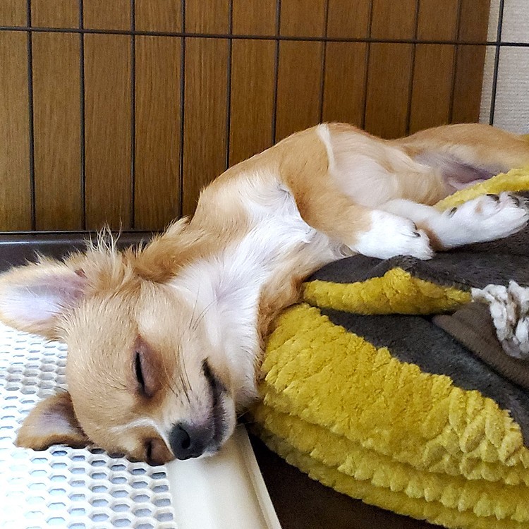 去年の今ごろは、あんよが痛くてお薬飲んでました😢
そしてクリスマスイブに手術したね💦
あれから１年、今では元気に飛び回ってるおてんば娘になりました😊
手術前は人大好きだったけど、怖い思いをしたからか人もわんこもお散歩もトリミングも、怖い怖いになっちゃった😅
遅いかもしれないけど、わんこの学校に行こうか今考え中です🤔