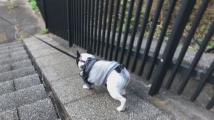 街の平和を確認した後はいつもの通りジグザグ下りをしようとしましたが、大事な匂いのお手紙を見つけたようで、ん❓と戻って暫くクンクンしてました😆