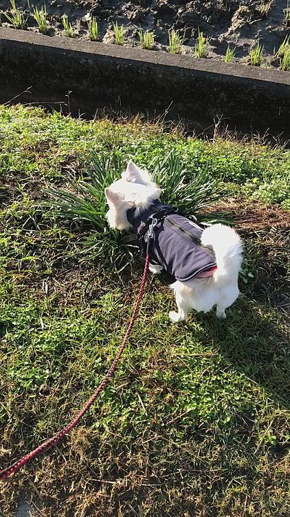 小雪は爽やかな朝のお散歩でした🎵🐶
時間を気にせずゆっくり歩いて、たくさんクンクンして…
贅沢な時間やなぁ💕😊