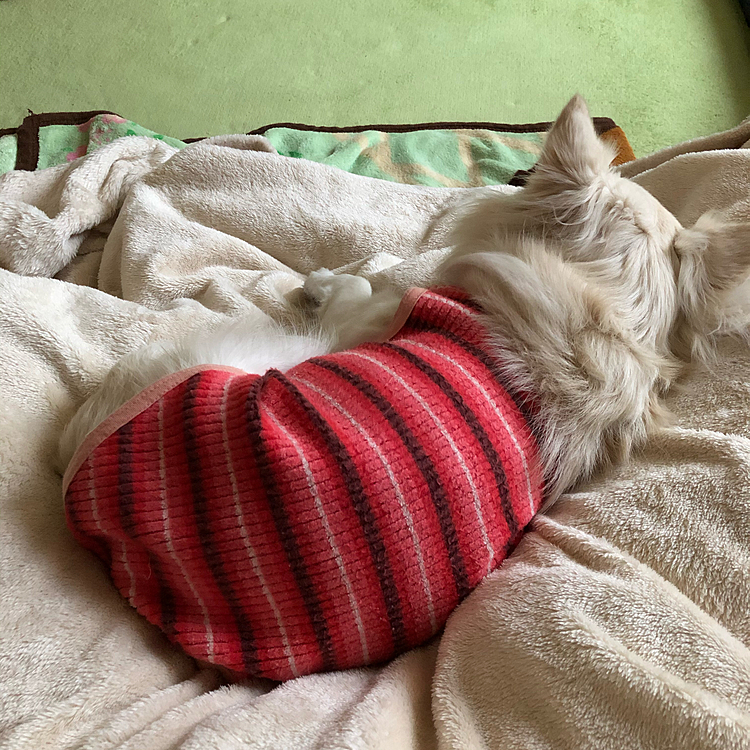 お散歩の後、まず定位置(私の足の上)
その後はしばらくしてベッド🛏へ移動して、ヘソ天で寝るってパターンです🐶🤣