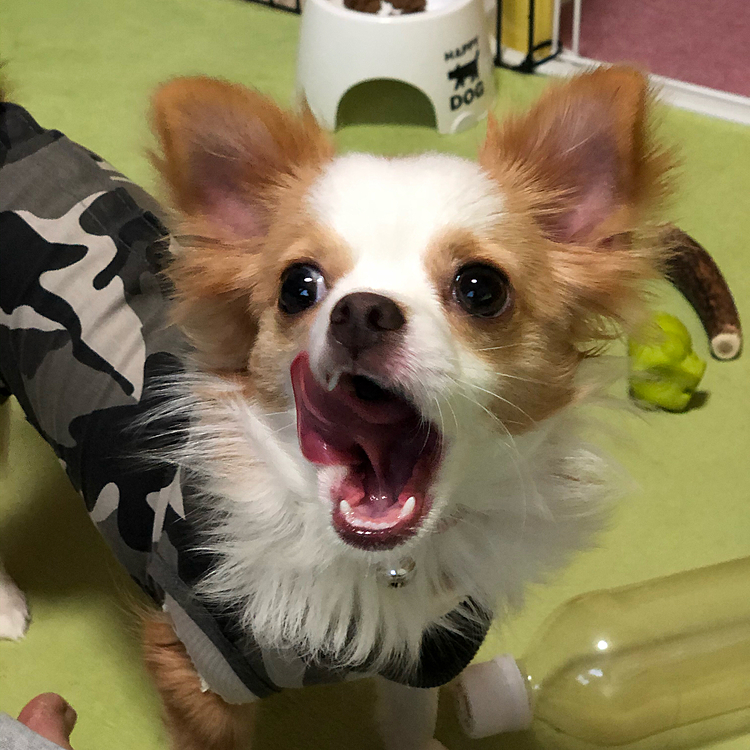 抜糸はまだやけど、しっかりご飯も食べるし、💩モリモリで元気いっぱいです🐶
たくましい子に育ってます😂
術後、痛みのせいか❓
まだあんまりワチャワチャ走らないし、小雪に飛びかからない‼️
このままずっと小雪に飛びかからないようになってくれたら嬉しいんやけどなぁ😁