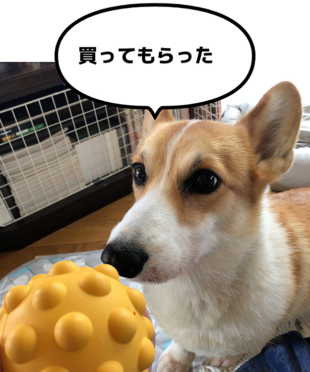 新しいボール買ってもらったもんね❤️