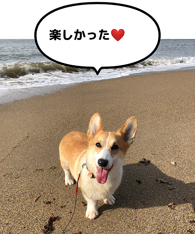 海は楽しかったらしいです❤️
ホントかな🤣
ビビってなかったか？笑笑