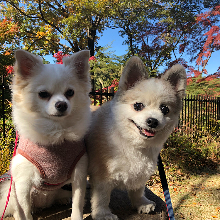 紅葉も綺麗でした😄