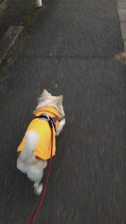 あんまり寒くないから歩きやすかったよね〜🎵🐶😊