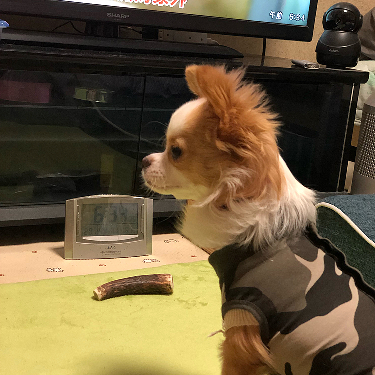 小春は起き抜けでボ〜ッとしてます🎵🐶
ホンマに寝起き悪いわぁ😂