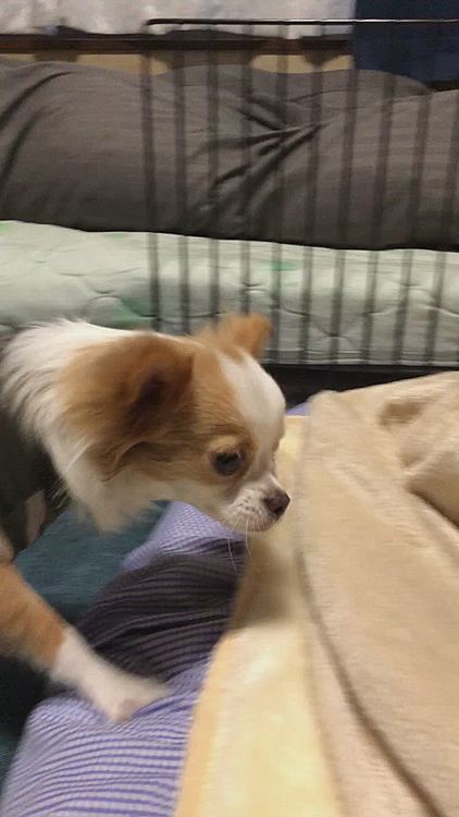 ボケボケなまま、徘徊🐶🤣
どこ行きたいん❓
まずトイレしなはれ〜😂