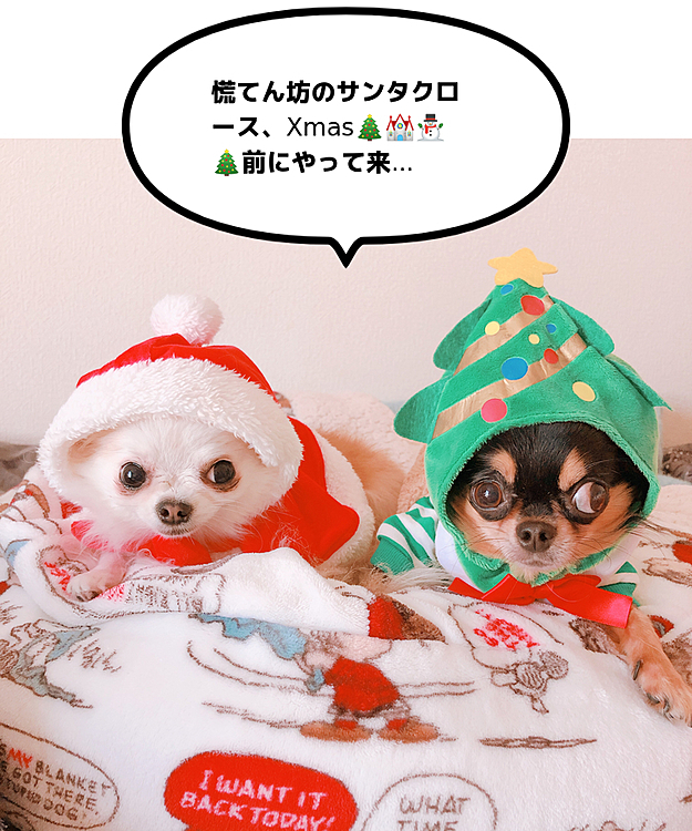 Xmas予行練習なり(*´艸`)