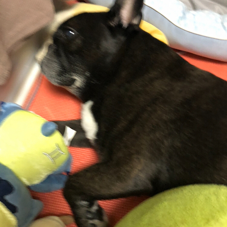 自分の好きなものを周りに置いて寝られて良かったね〜🤗
やしちの周りはいつも密。笑