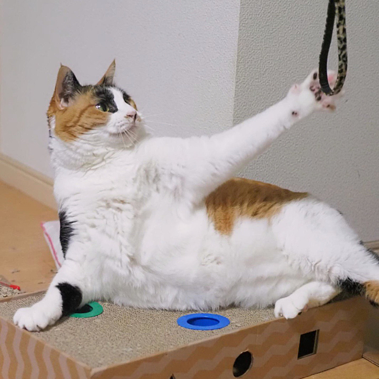 肉球見せパンチ