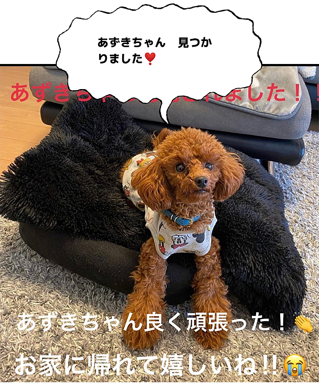 拡散お願いしていた
迷子のあずきちゃん　見つかりました。
よかった〜よかったよかった😭😌
応援📣ありがとうございました❣️
