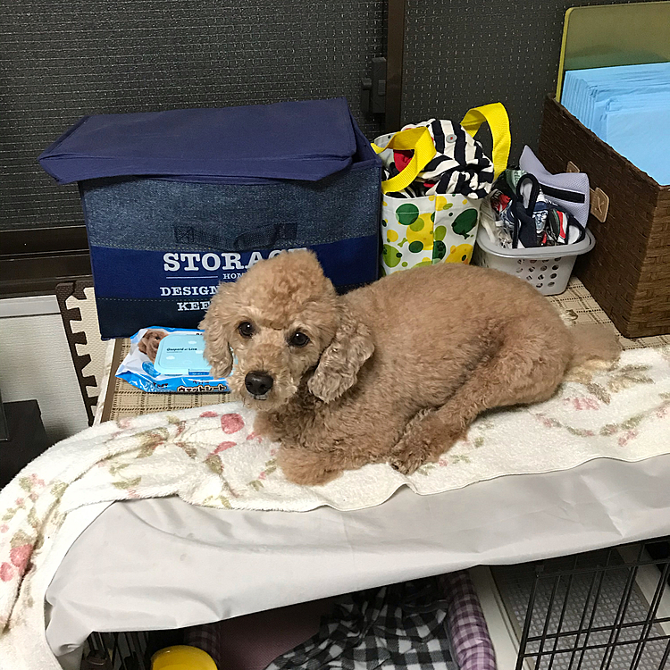 2020.11.16
足のポンポンのブラッシングしようと思いケージの上にあげてブラッシングしてたら、こんな体勢になってしまいました🤣