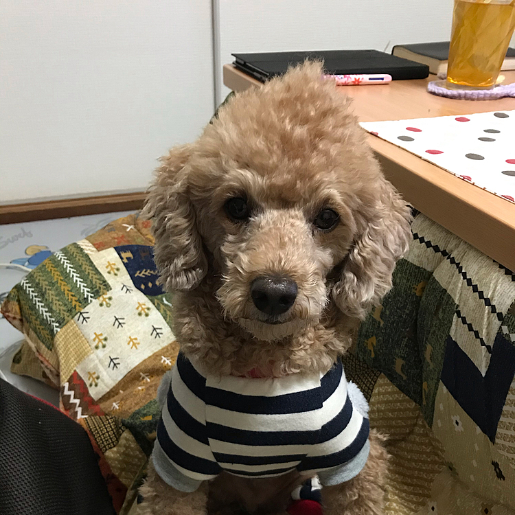 真剣な顔してます。何を考えてるのかな？男前に映ってますよ😍