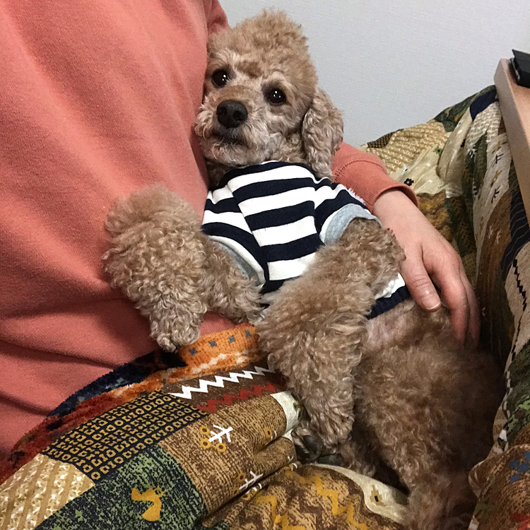 最後はやっぱり甘えん坊なアラシ❤️赤ちゃんみたい。もうあなたは来月４歳よ😅