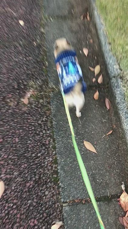 いつもの公園へ🐕pocoは、欽ちゃん走りで何か見つけたみたいです。この後立ち止まって動かず途中から抱っこして駐車場まで帰りました🐶💦