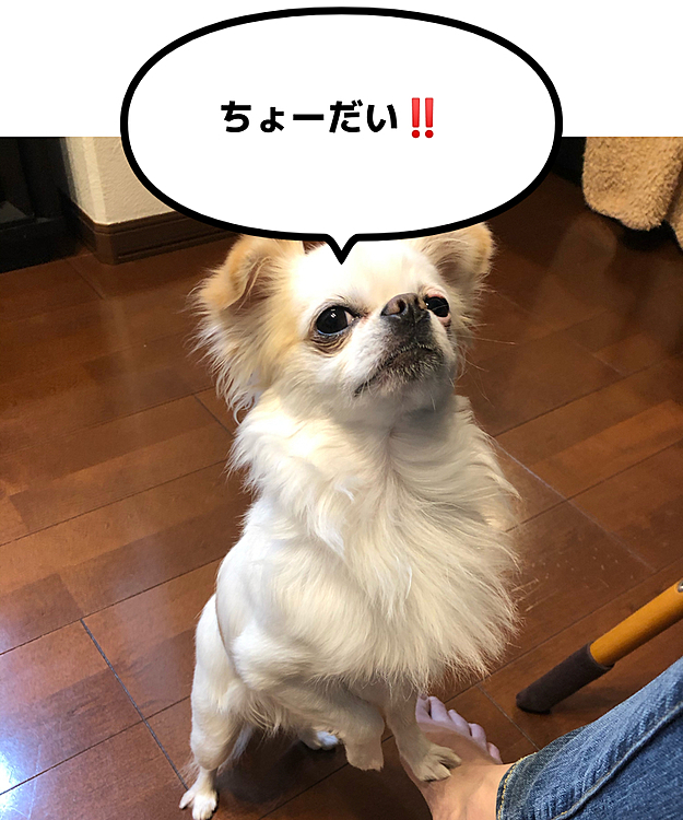 ママのごはん🍚のお裾分けおねだりしています🐶✨