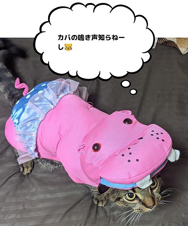 なんでパンティー履いんだ🙀