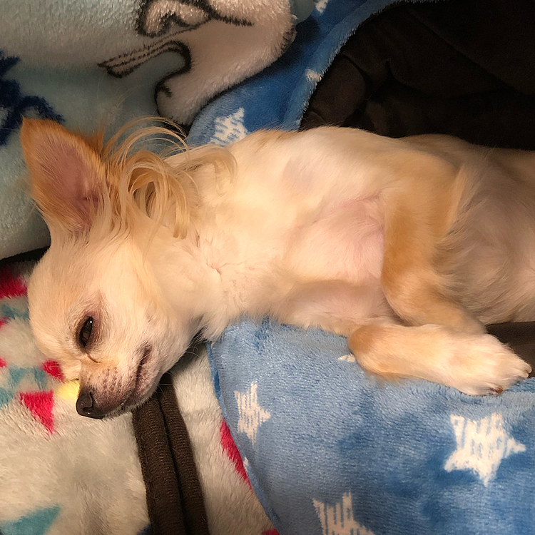 こんばんは🌟
今日はロング散歩に行ってきました😊
近くのホームセンターの壁をクンクン念入りに匂いを嗅いでました😅
たくさん歩いてネムネムです🐶💤ご飯🍚まで寝てるかなぁ🤣🤣