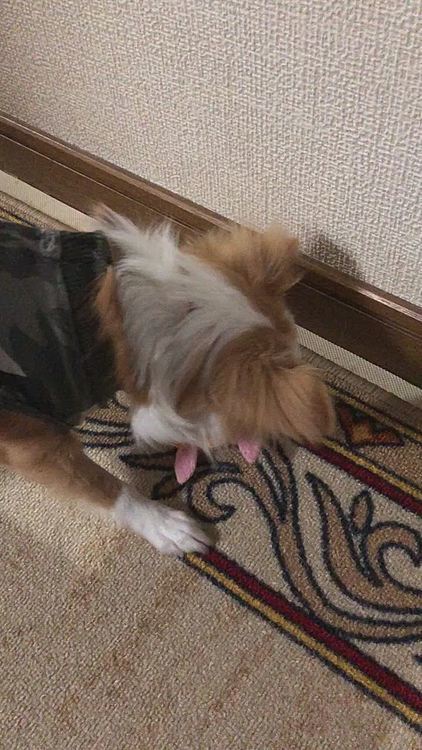 小春は朝からワチャワチャ🎵🐶
オモチャで遊んで騒がしい🤣
今日の夜に病院行くからね🚗
今日こそ抜糸してもらおうね😊