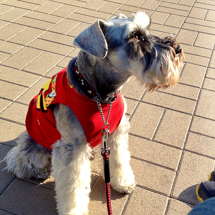 先代犬です。
ロッチも同じ服が着れるようになりましたよ！