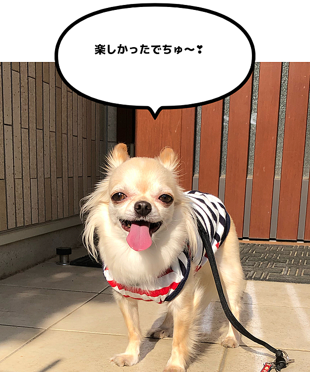 公園から遠回りして帰ってきました😅
たくさん歩いたけどのんびり散歩ができました😊