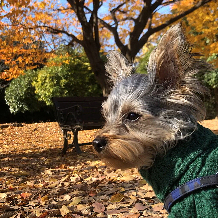 紅葉の散歩道🍠🍂🍁🌰
とても過ごしやすくて、むしろ暑いくらいでした🌞
お気に入りのニットを着せて行ったのに枯葉にダイブで落ち葉つけまくり🤪サニーにはそんなのかんけーないねぇ(笑)
大好きな季節だっ🎶