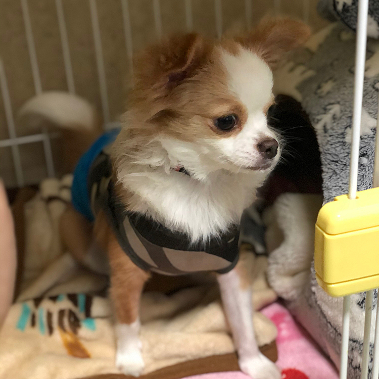 小春はお家でお留守番🎵🐶
オッサン(兄)も休みで、遊んでもらってたね✨
しっかりご飯も食べるんやで👍