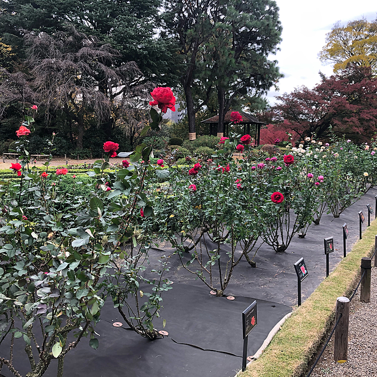 ここからは番外編で😅
今日は薔薇を見に行きたいというまろ母と旧古河庭園へ行って来ました。