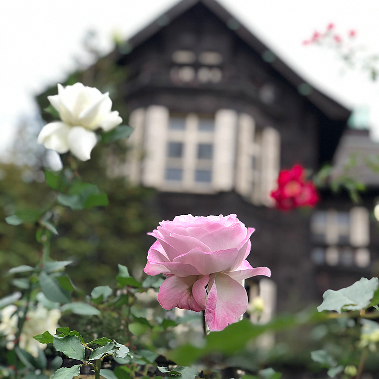 色々な種類の薔薇が綺麗に咲いてました😃