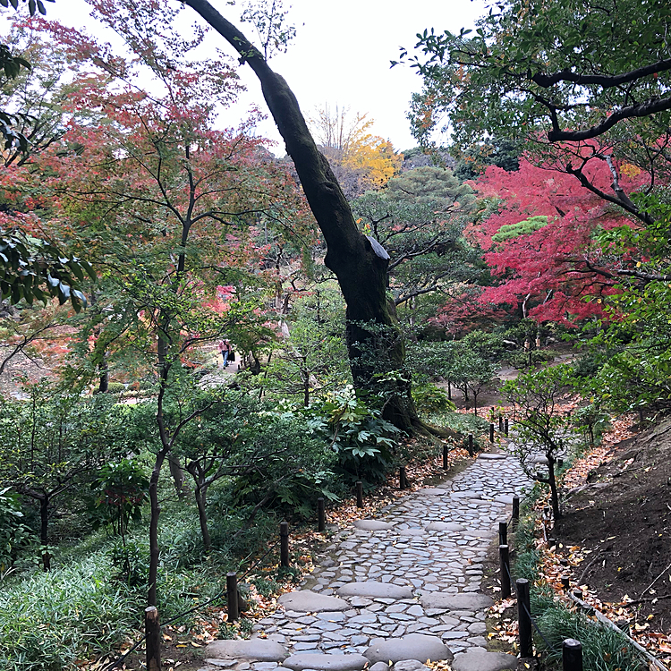そしてちょっぴり紅葉も🍁