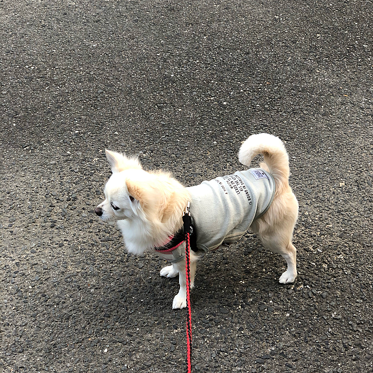 おはようございます☁️
小雪は今朝も元気いっぱいお散歩してきました🎵🐶
お友達のチョコくんを見つけね✨