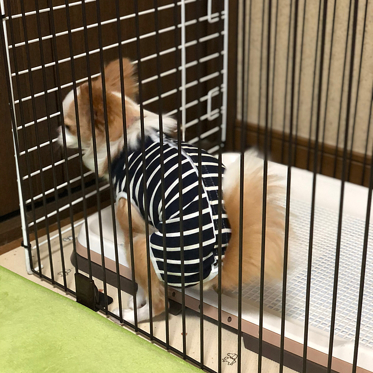 小春、朝から超大作💩
昨日はトリミングに行ってシャンプー以外は綺麗にしてきたよ✨
術後服もカモフラからボーダーに着替えたの💕
オチリもプリケツにしてきたよ👍