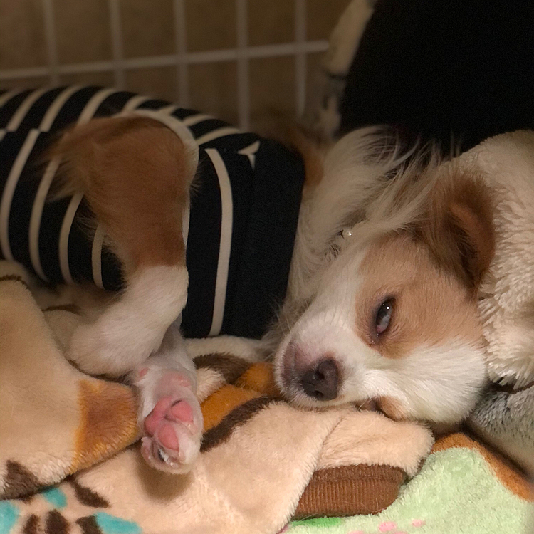 昨日の昼寝💤
気付いたら目がヤバい💦
この後、白目むいて寝てました😂