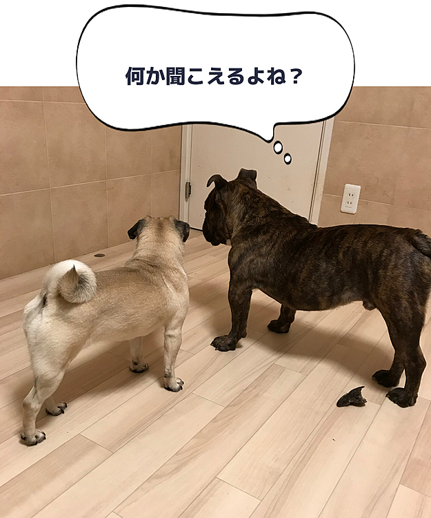 ぱんの家族の投稿