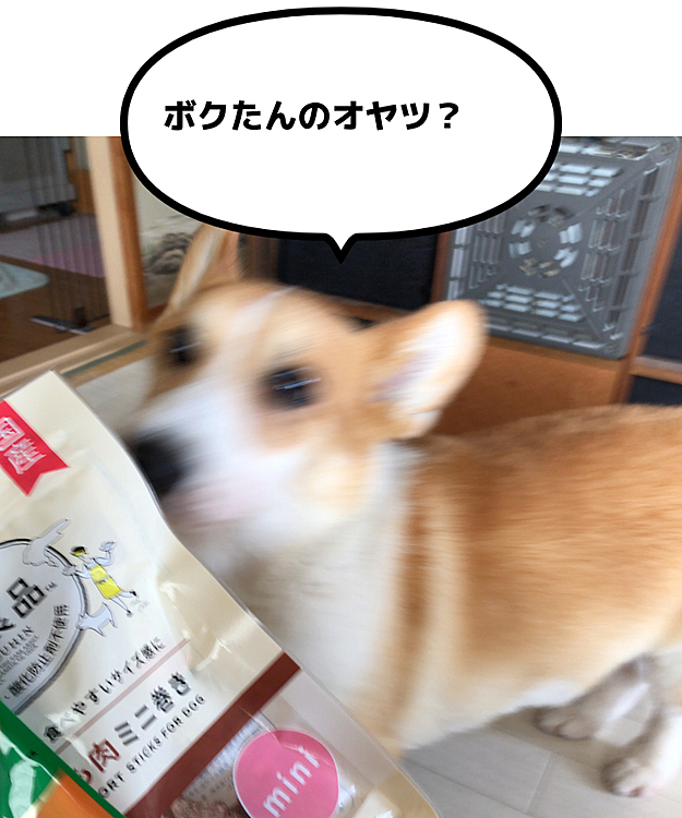 お友達から少し遅い誕プレ貰いました😍
まある、大喜びでクンクン😍