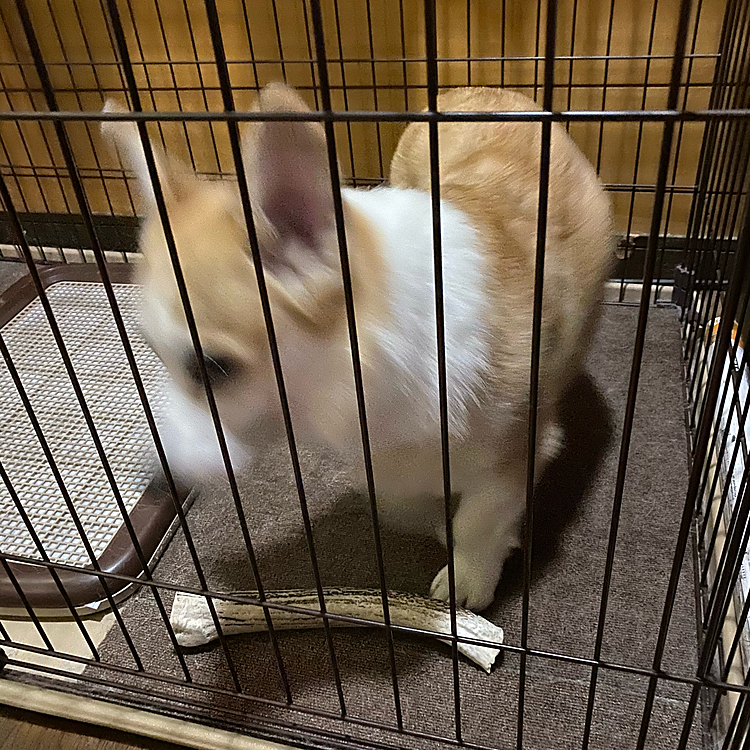 安かったので鹿のツノを買って来たので開けて渡したらもうガリガリしてます（笑）