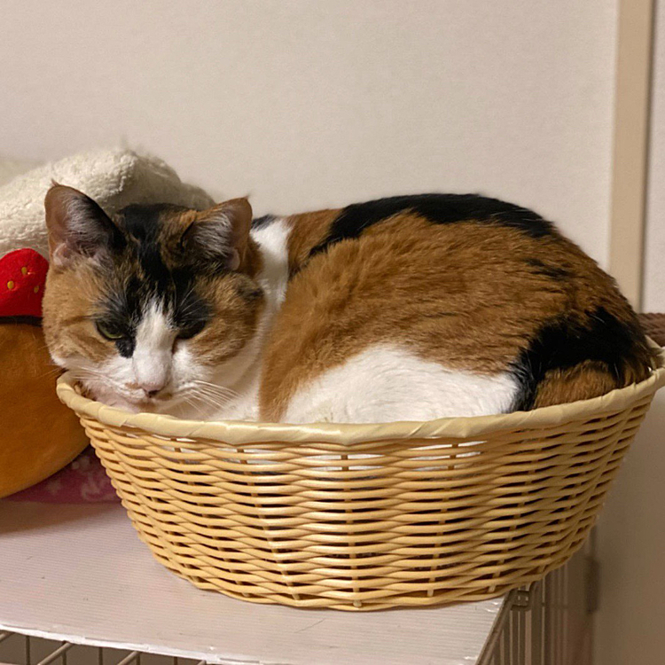 ジャストサイズ