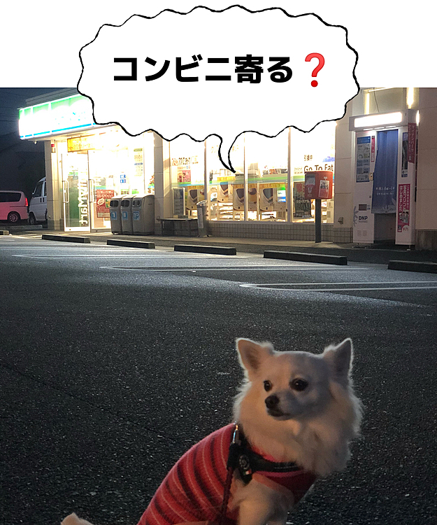おはようございます☁️
夜に雨降ってたみたいで、地面が濡れてる💦
小雪はめちゃイヤイヤお散歩に連行されました🎵😂

コンビニは寄りません🤣