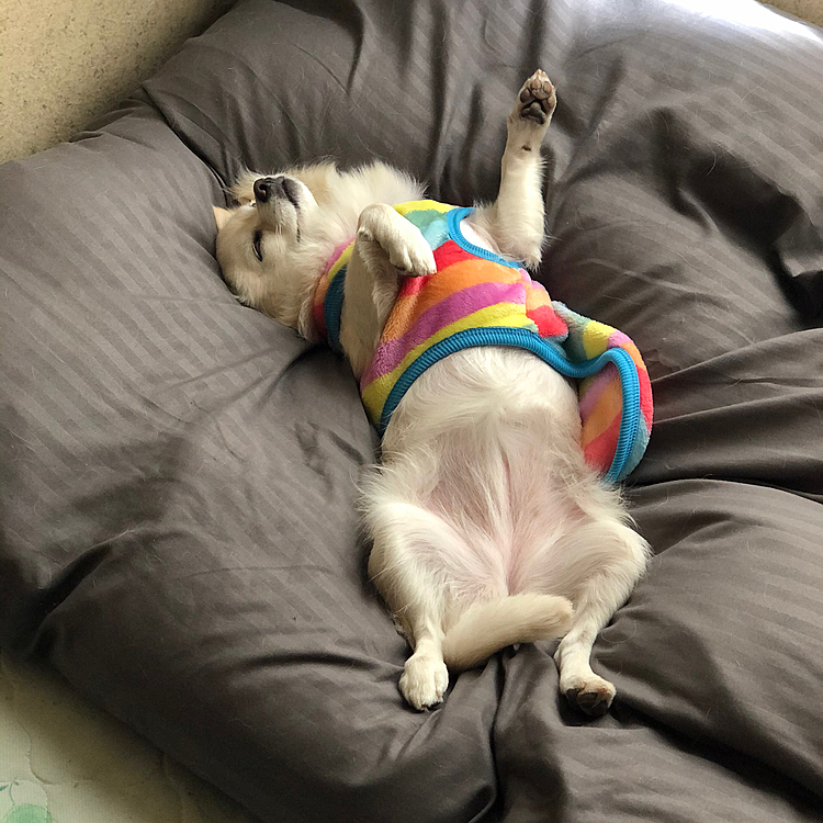 昨日の昼寝💤
いつ見ても大胆なヘソ天やわ😂