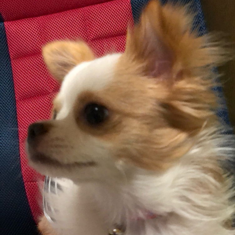 起き抜けの小春🐶
まだボーッとしてるね😂
