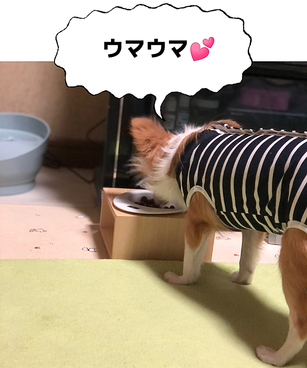 昨夜🌙
窃盗事件です‼️
小雪のご飯を勝手に食べて現行犯逮捕されました🐶🤣

今日は仕事なので、小雪＆小春は自宅🏠警備よろしくね〜🎵😊
