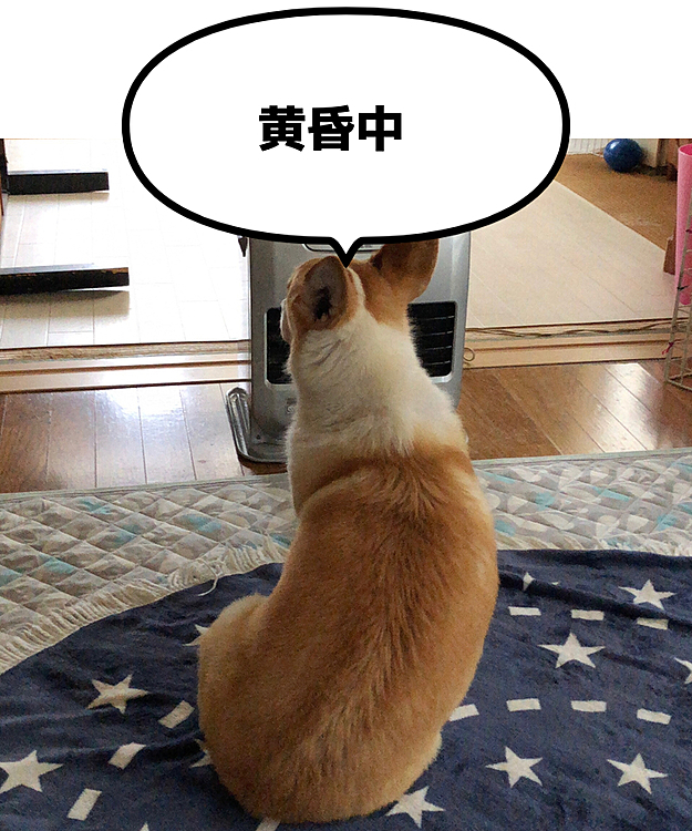 ボクたん。。ワンコだよね？🤣
ワンコなのに。。猫背だよ？🤣