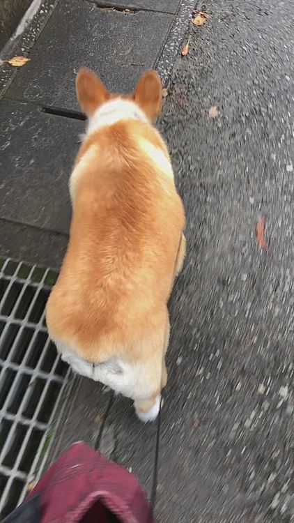 散歩の後半💦
ノロノロ歩き🤣おじいちゃんかっ🤣
朝の7時半。。青空出てきた😍
その後天気良くなってのどかな休日を過ごしてます😃