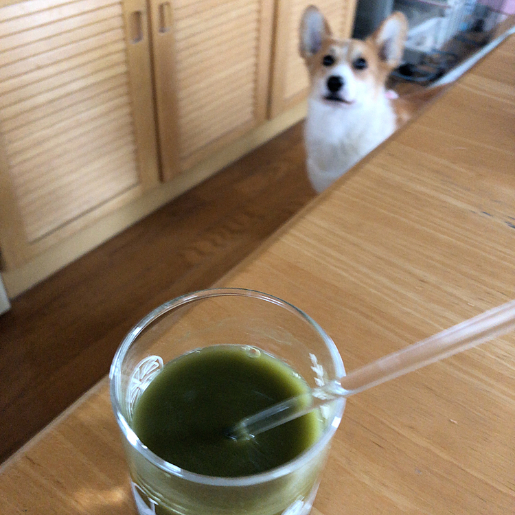 何それ。。😱
おかーさんが朝ごはんの後に飲んでる青汁だよ😃
ボクたん。。いらなーい🌀